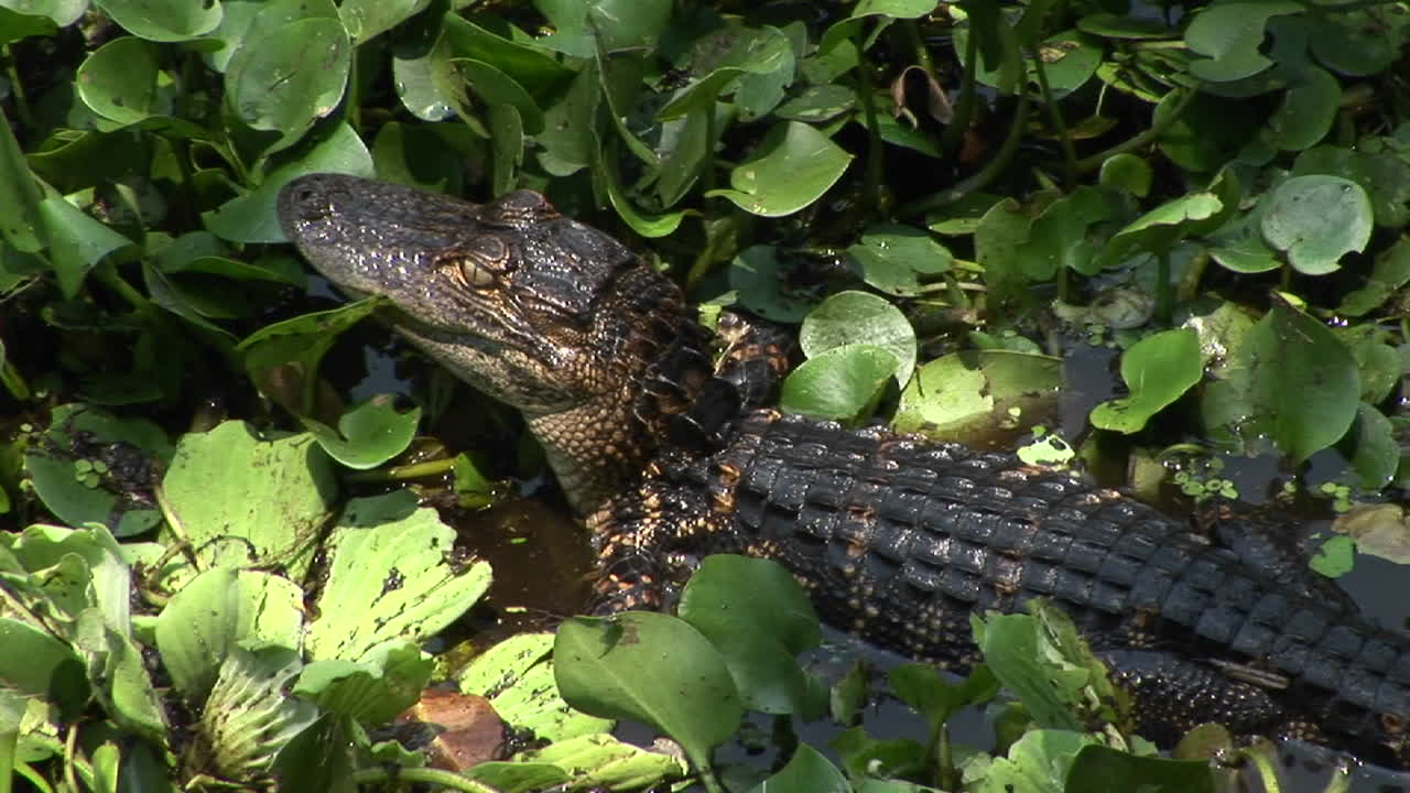 un caimán bebé se mueve a través de un pantano de los everglades de florida