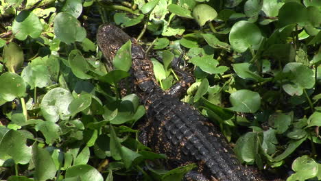 un caimán bebé se mueve a través de un pantano de los everglades de florida