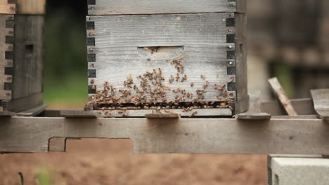 Beekeeper-boxes-in-a-garden-2