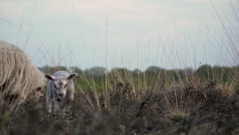 sheep and lamb in a field