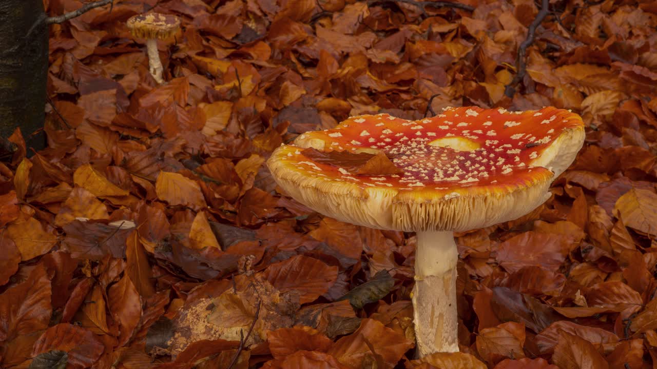 Poisonous fly swatter mushroom growing in autumn forest with changing light time lapse