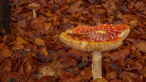 hongo matamoscas venenoso que crece en el bosque de otoño con un lapso de tiempo de luz cambiante