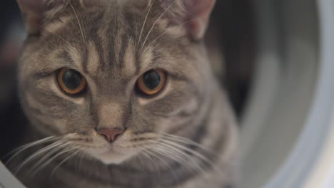 gray cat is resting in washing machine and looking at camera close up. camera is moving up.