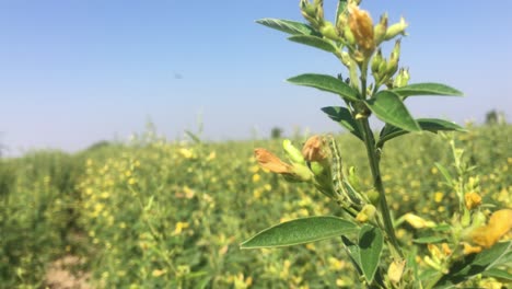 burying-beetle-larvae-pest-eating-Toor-Dal-or-Pigeon-Pea-trees-in-the-farm-in-Karnataka,-India