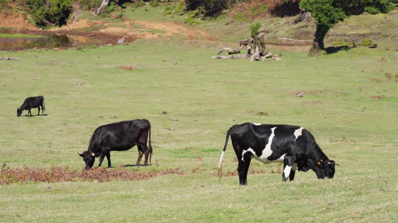 Le mucche pascolano in un pascolo a Fanal, a Madeira. Il tempo è bello.
