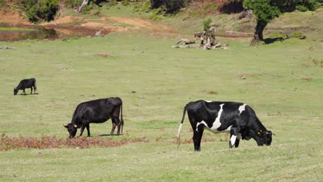 cows are grazing in a pasture in fanal on madeira. the weather is fine.
