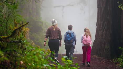 nature walks and bonding a mother and kids experience the redwoods