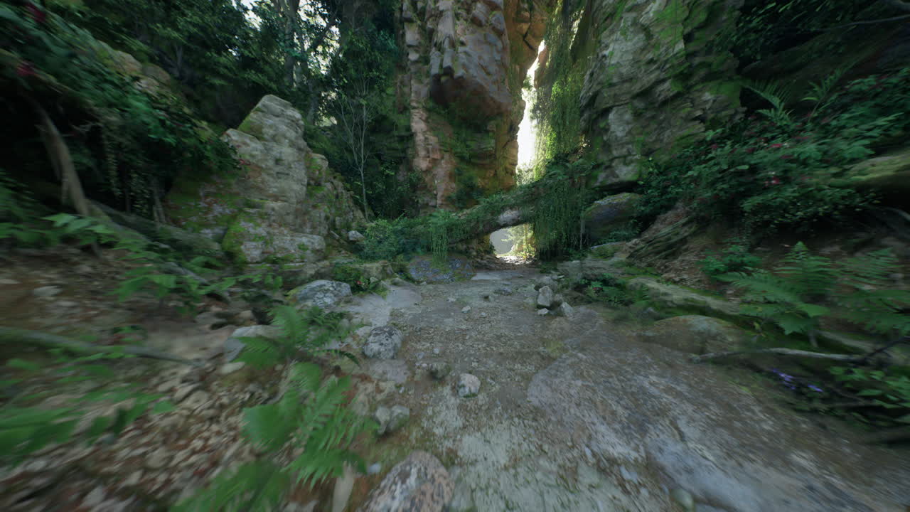 Ambiente forestale vibrante, ricco habitat naturale per l'esplorazione