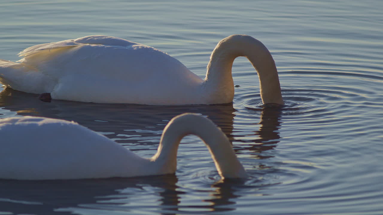 Soft and detailed slow motion of swans in springtime courtship and grooming.