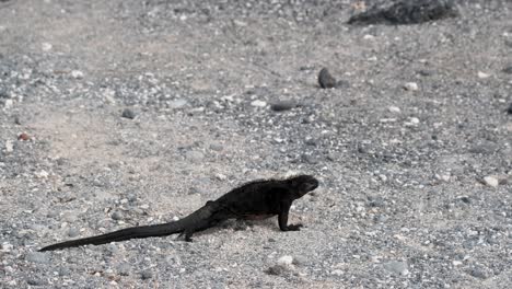 Marine-Iguana-walking-on-white-beach-in-Isla-Isabela---Galapagos,-Ecuador