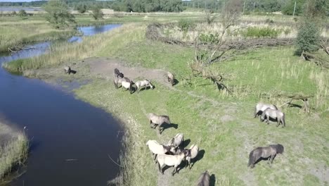 Vista-Aérea-De-Caballos-Konik-Salvajes-En-El-Parque-Nacional-Oostvaarders-Plassen,-Flevoland,-Países-Bajos