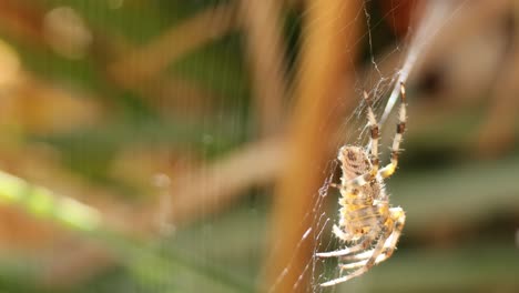 el tejido de la araña en el entorno natural