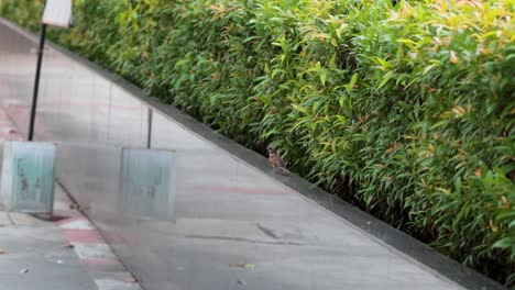 bird walking along a sidewalk near bushes