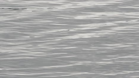 Alaska-Außenküste,-Glacier-Bay-Nationalpark