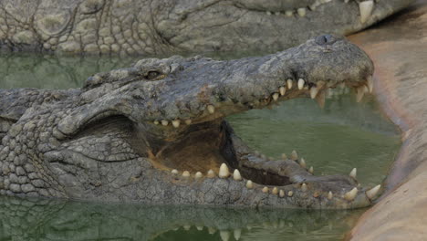 crocodile in water with open jaws