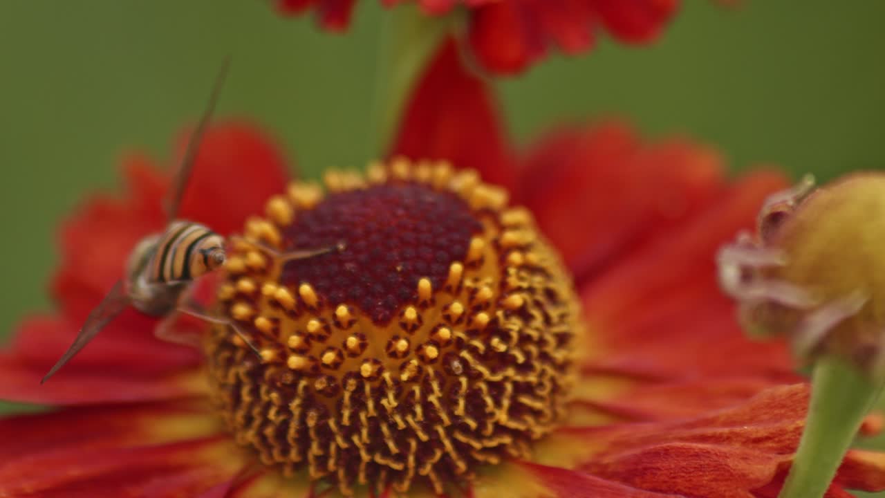 vista trasera de una mosca flotante chupando néctar en una flor roja de helenio en flor
