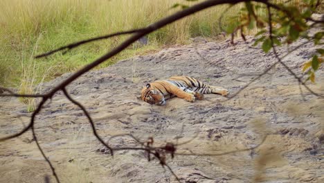 Der-Bengaltiger-Ist-Eine-Panthera-Tigris-Population,-Die-Auf-Dem-Indischen-Subkontinent-Beheimatet-Ist.-Ranthambore-Nationalpark-Sawai-Madhopur-Rajasthan-Indien.