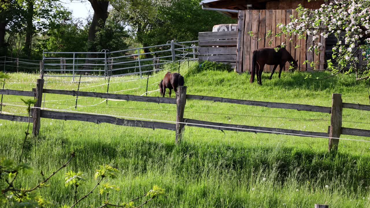 caballos de pastoreo idílicos, belleza natural y relajación