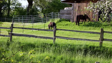 Idyllic-grazing-horses,-natural-beauty-and-relaxation