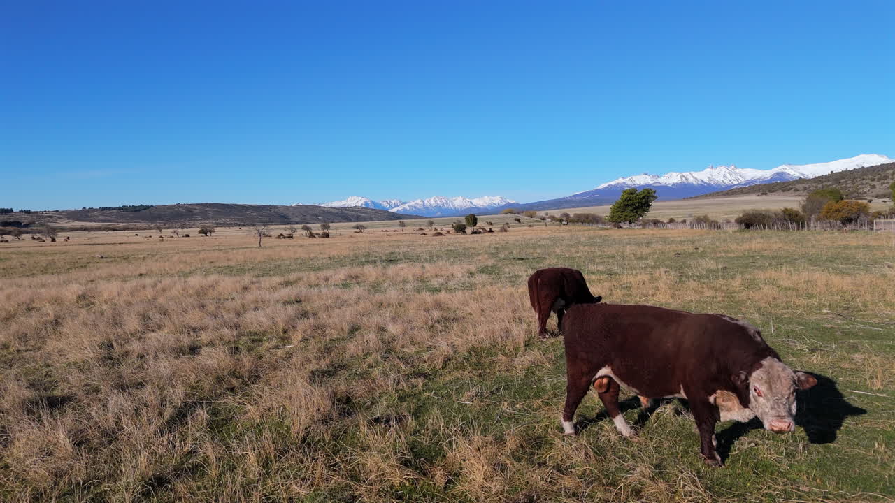 Enjoy a low aerial perspective of cows grazing in Esquel, Argentina. Snow-capped mountains frame the pasture under a bright blue sky, showcasing pristine Patagonian beauty.