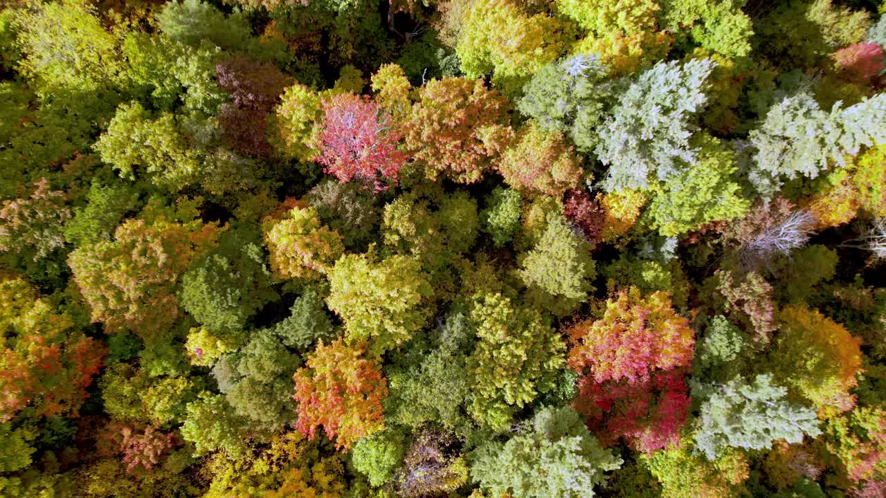 rápido empuje aéreo en hojas de otoño en las montañas de los apalaches
