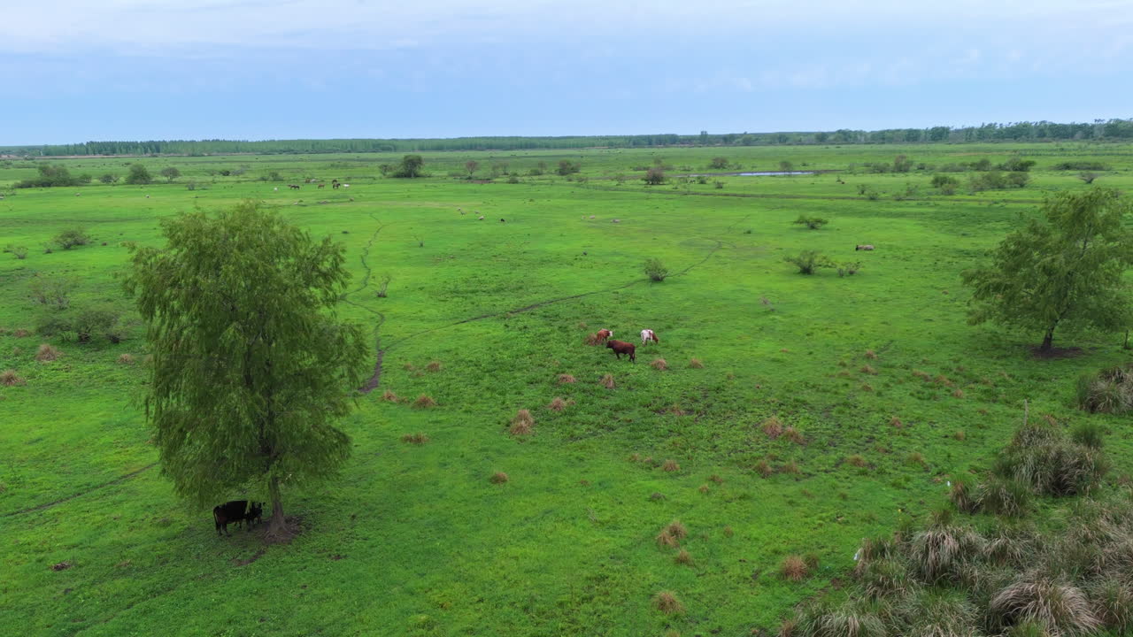 Slow daisy cutter drone clip amidst cows feeding on large grass fields. Cloudy sky and distant horizon in background.