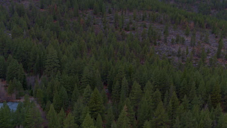 slow push over douglas fir trees on the side of a mountain in lake tahoe, nevada