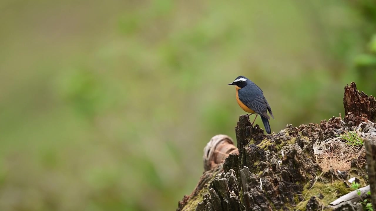 Wildlife scene featuring an Indian Blue Robin on a tree stump against a smooth blurred forest backdrop.