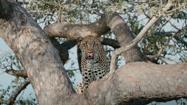 leopardo en un árbol