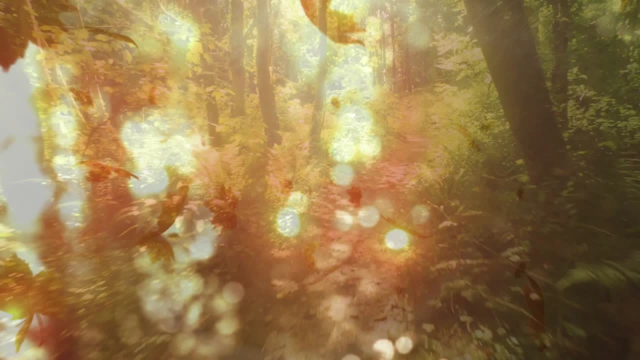 Brisa iniciando folhas de outono em redemoinho e câmera deslizando por trilha na floresta via bokeh revelando o caminho.
