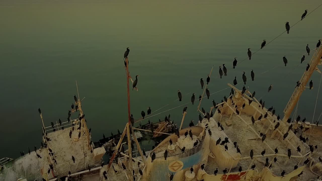 Cinematic clips of an abandoned harbor at sunset where birds turned most of the remaining rusty boats into their own nests-“islands”.