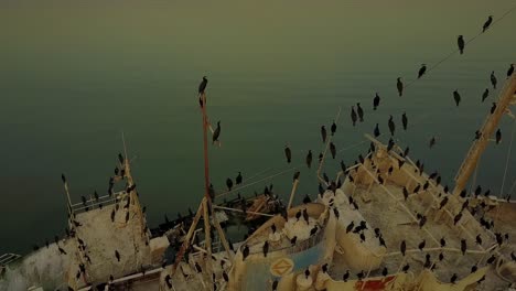 cinematic clips of an abandoned harbor at sunset where birds turned most of the remaining rusty boats into their own nests-“islands”.