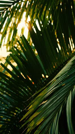 close-up, low-angle shot of sunlit palm leaves, creating a tropical, serene vibe