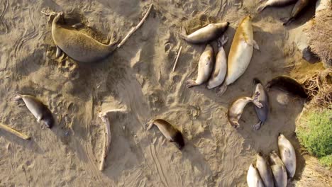 Sea-of-Sea-Lions,-Beautiful-Pano