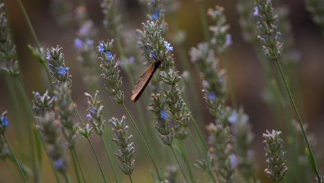 Close-up-of-a-white-butterfly-flying-in-slow-motion-in-nature-in-4k