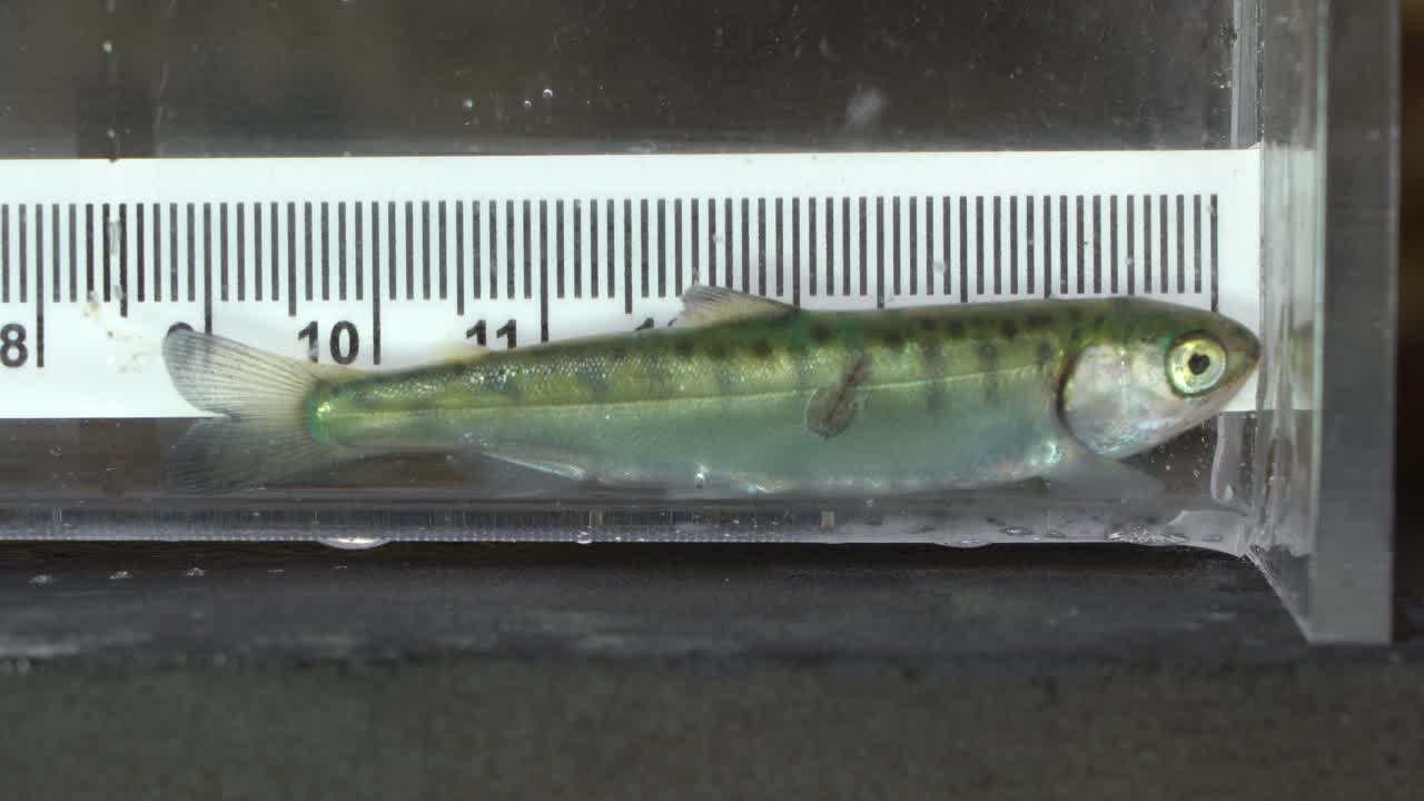 Juvenile sockeye salmon with parasite sea lice attached to its body.