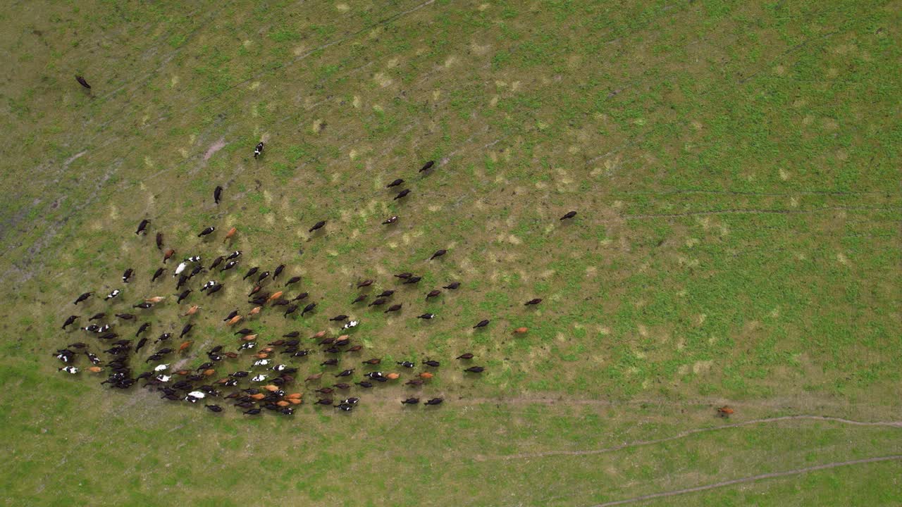 Top down drone shot of a herd of cattle on a green field in New Zealand