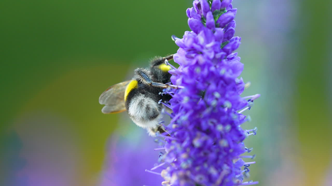abejorro de cola blanca en la planta con flores de veronica spicata en flor