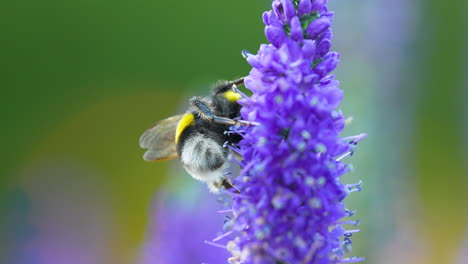 Abejorro-De-Cola-Buff-En-La-Planta-Floreciente-Veronica-Spicata