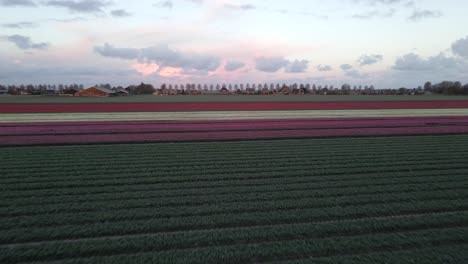 Temprano-En-La-Mañana-Volando-Hacia-El-Campo-De-Tulipanes-En-Holanda,-Antena