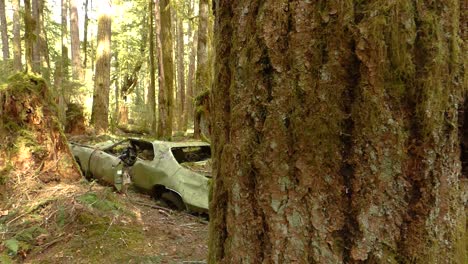 Reveal-of-old-car-in-rain-forest