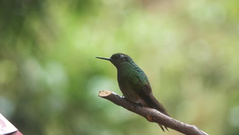 Makro-Nahaufnahme-Eines-Wunderschönen-Kolibris,-Der-Auf-Einem-Ast-Sitzt-Und-In-Zeitlupe-Davonfliegt