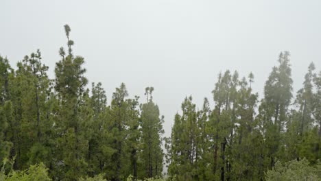 pan pine forest with clouds and fog