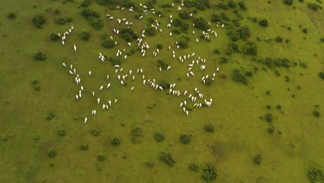 rebaño de ovejas en campos de pastos remotos, paisajes de laderas agrícolas, antena