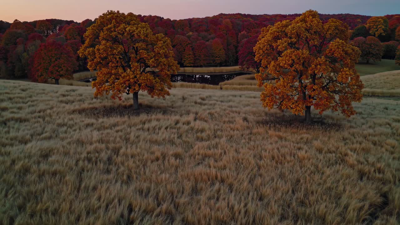 Aerial video captures two autumn trees in a vast field at sunset, showcasing vibrant foliage
