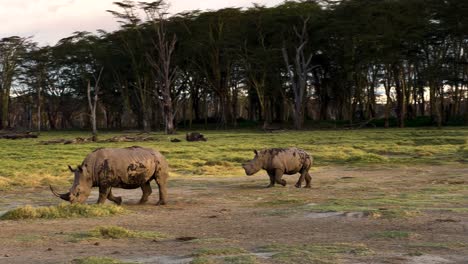 Pair-Of-Black-Rhinoceros-Walking-At-The-Safari-In-Lake-Nakuru-National-Park-In-Kenya-At-Dusk