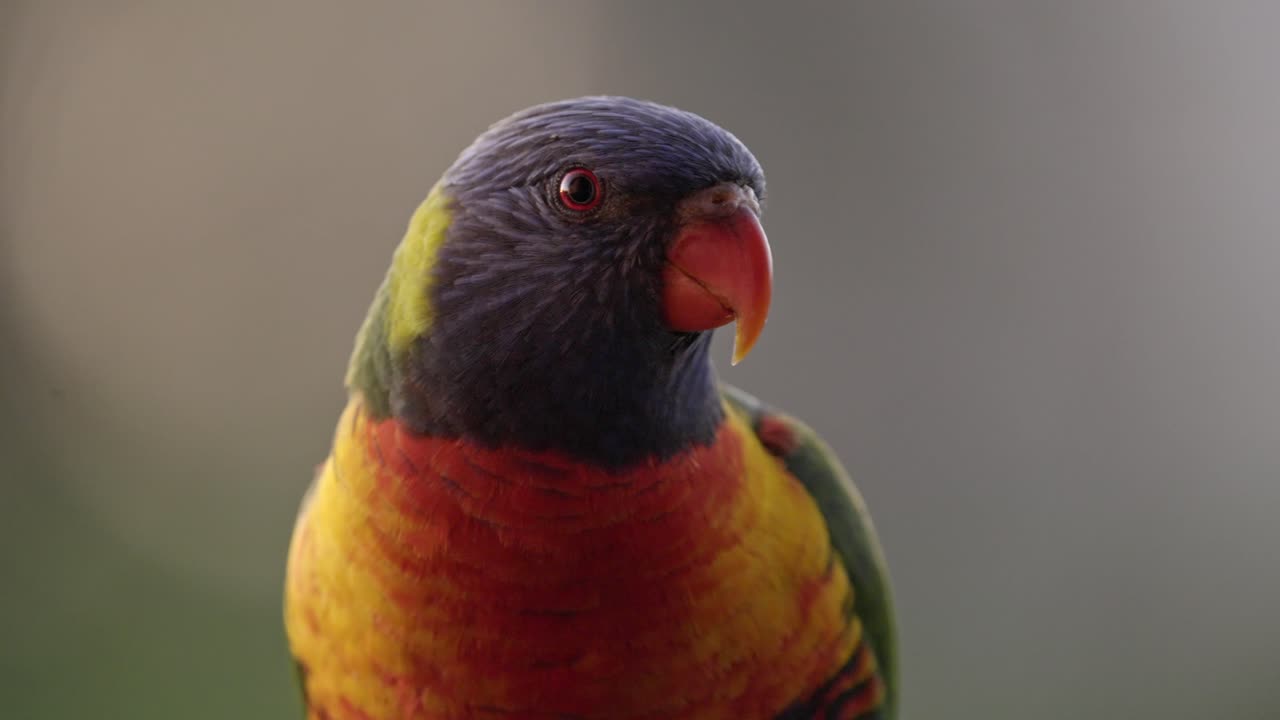 화려한 무지개 lorikeet 앵무새 일몰 동안 아름다운 햇빛에서 휴식, 정면 샷