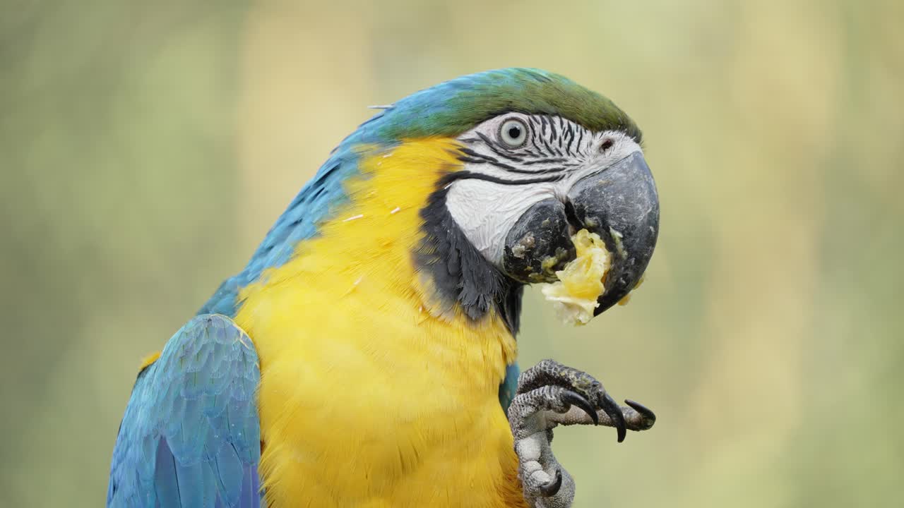 guacamaya azul y amarilla usando su pie para comer una pieza de fruta