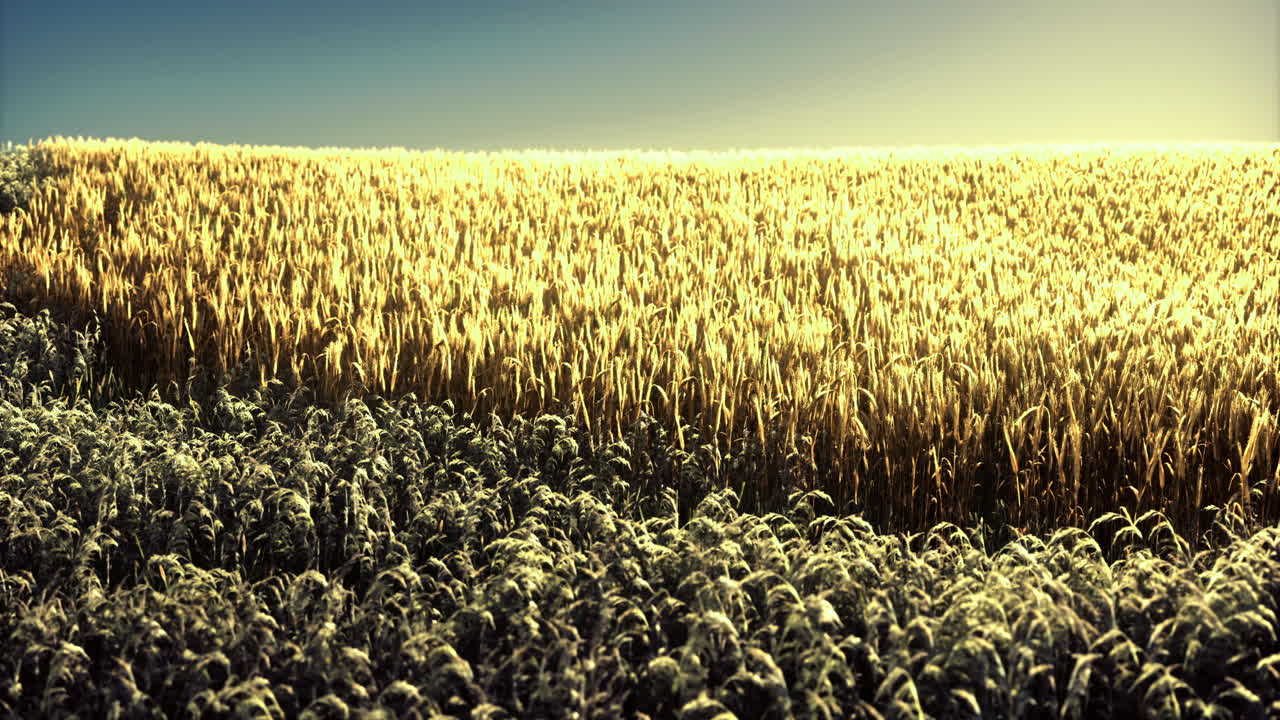 Golden wheat field under bright sunlight during early morning hours