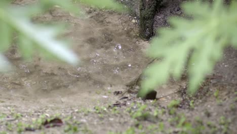 Raindrops-falling-into-water-clear-water-puddle-slow-mo,-leaves-on-foreground-blurred